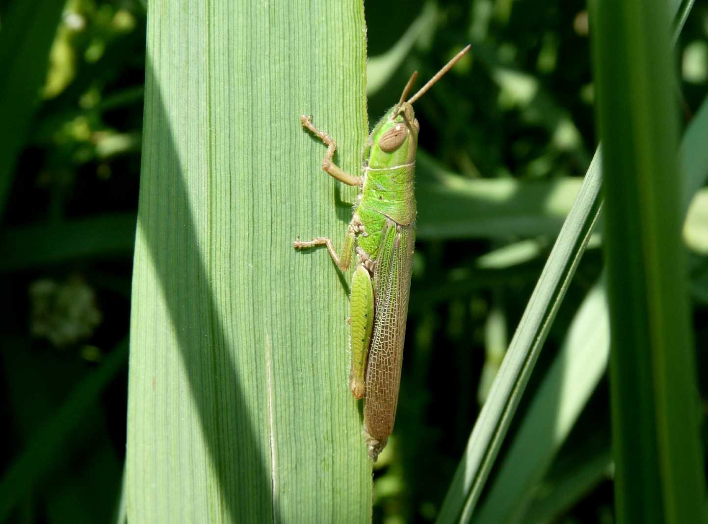 Ortottero che si fa una canna: Tropidopola cylindrica